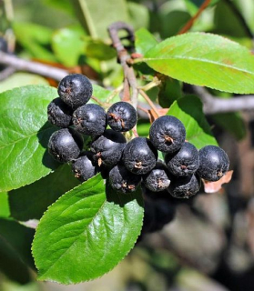 Aronia nero 9x9cm